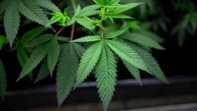 How To Get Medical Marijuana in New Jersey