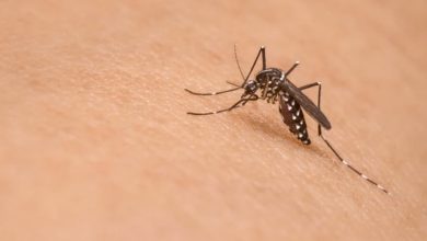 residential pest control services near me