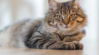 cats for sale