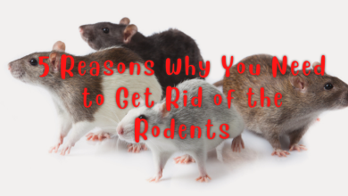 Get rid of rodents