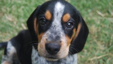 beagle coonhound blend