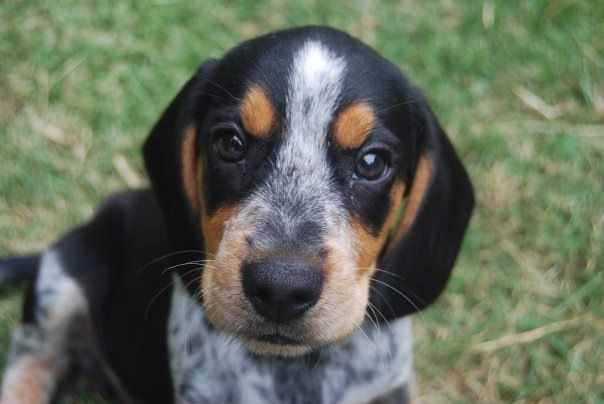 beagle coonhound blend