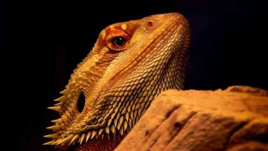 Can a Bearded dragon swim
