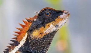 Can a Bearded dragon swim