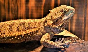 Can a Bearded dragon swim