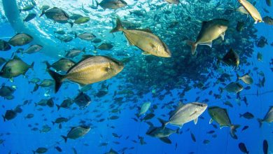 5 Basic Steps to Launch A Successful Fish Farming Enterprise In Dubai