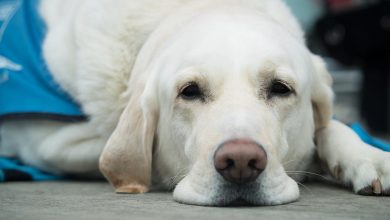 A Dog Is laying