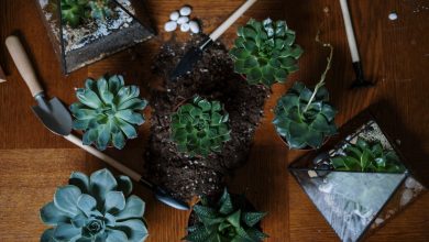 5 Low-Maintenance Plants for Your Garden