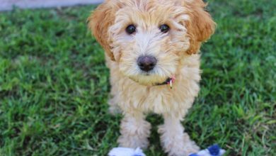 Mini Labradoodle Puppies For Sale