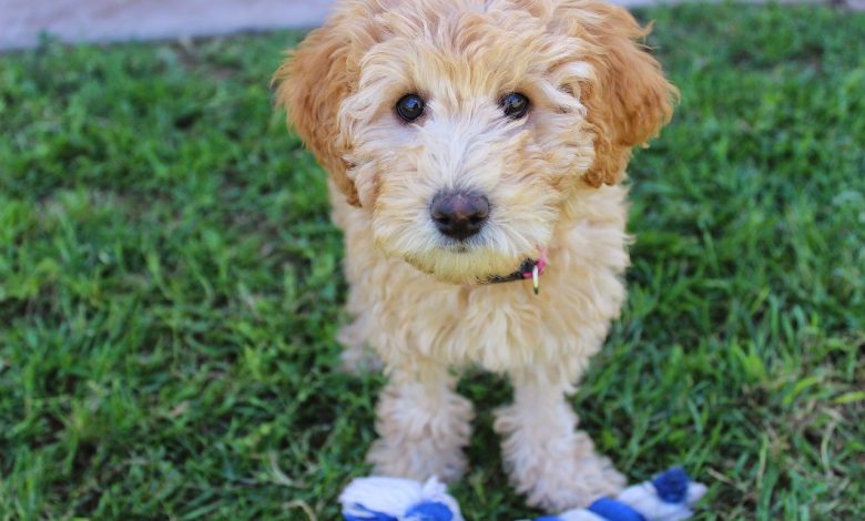 Mini Labradoodle Puppies For Sale