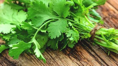 Amazing Health Benefits of Coriander