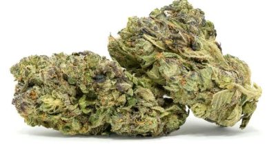 Gucci Strain
