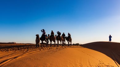 Desert Safari In Dubai Your: Easy Guide to Exciting Adventures